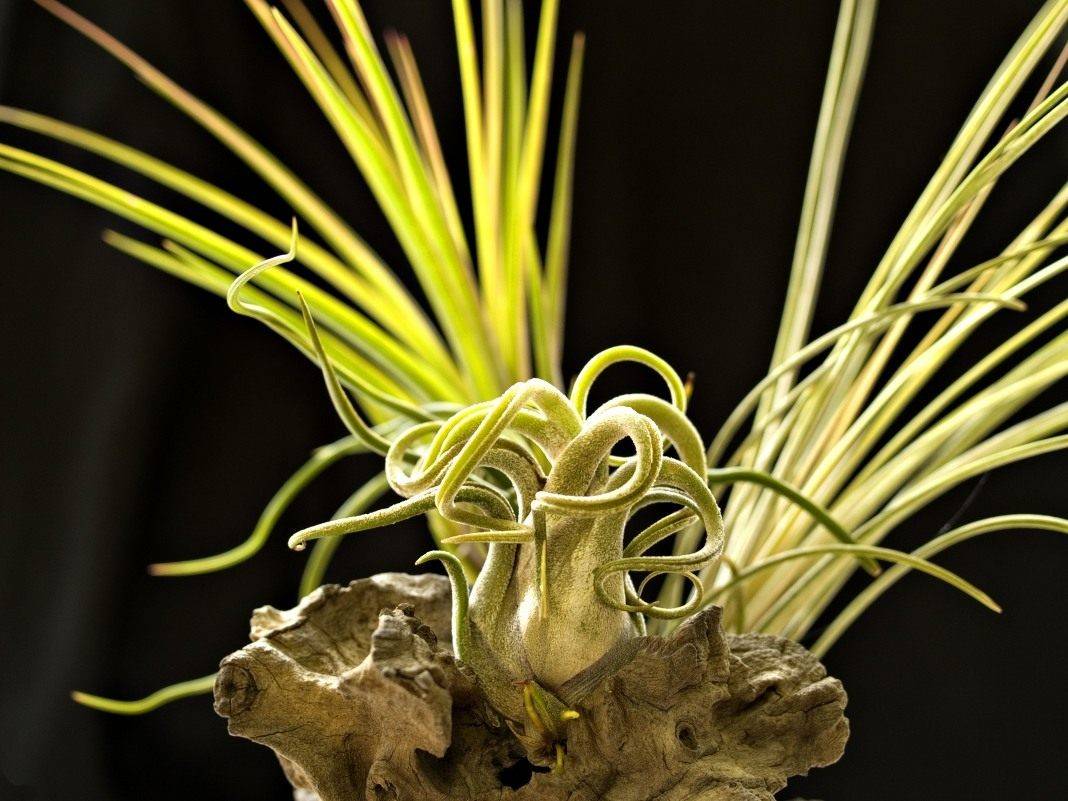 Цветок тилландсия: уход в домашних условиях, виды с фото