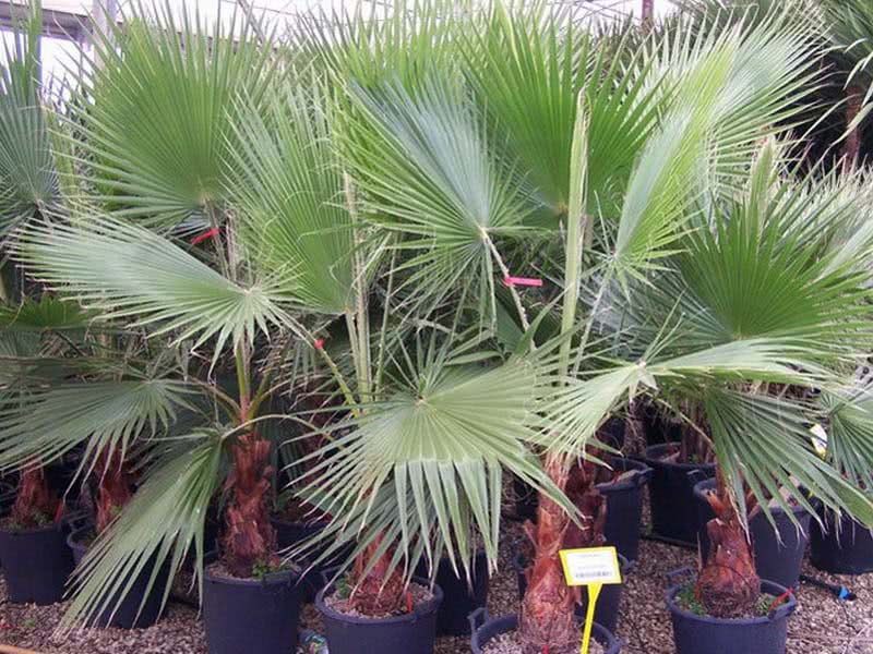 Вашингтония - домашняя пальма - уход в домашних условиях, выращивание из семян, описание