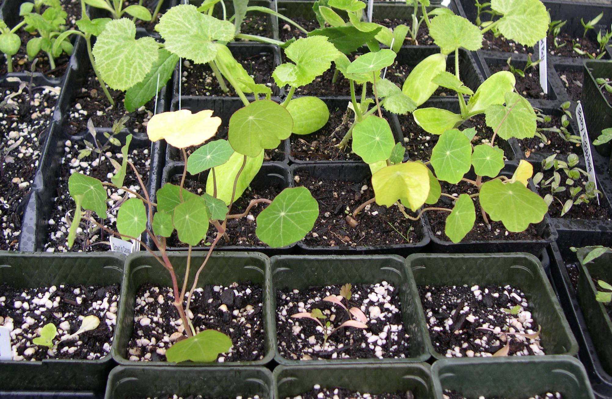 Настурция: посадка, выращивание из семян и уход в открытом грунте