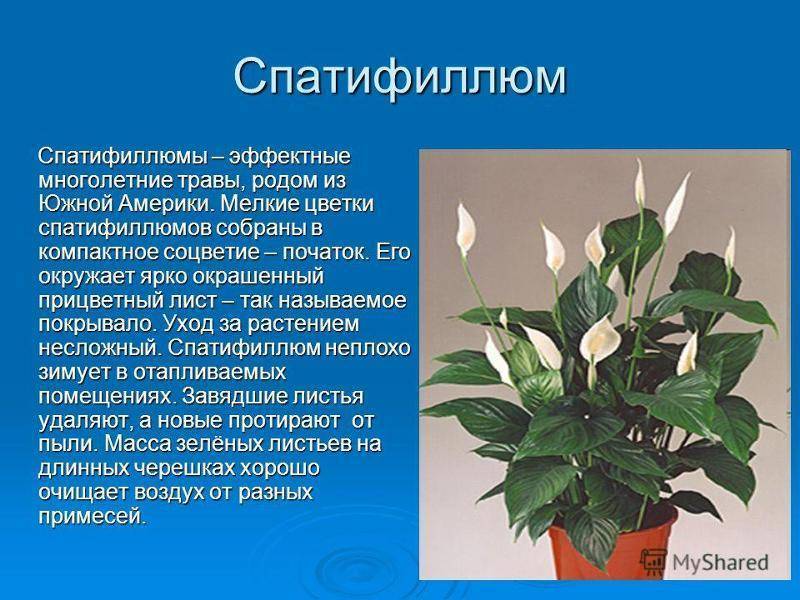 Спатифиллум — виды цветка, описание как выглядят