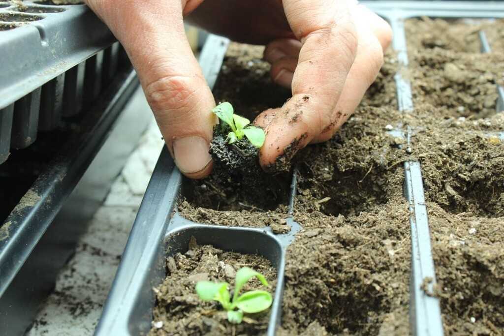 Выращивание рассады ибериса из семян, когда сажать, как ухаживать