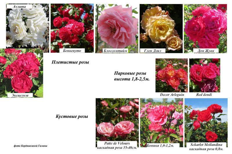 Плетистая роза "блю мун" (описание сорта, отзывы, уход, фото)