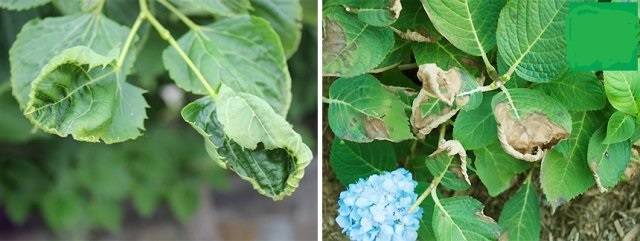 Болезни листьев у гортензии: описания с фото и способы лечения
