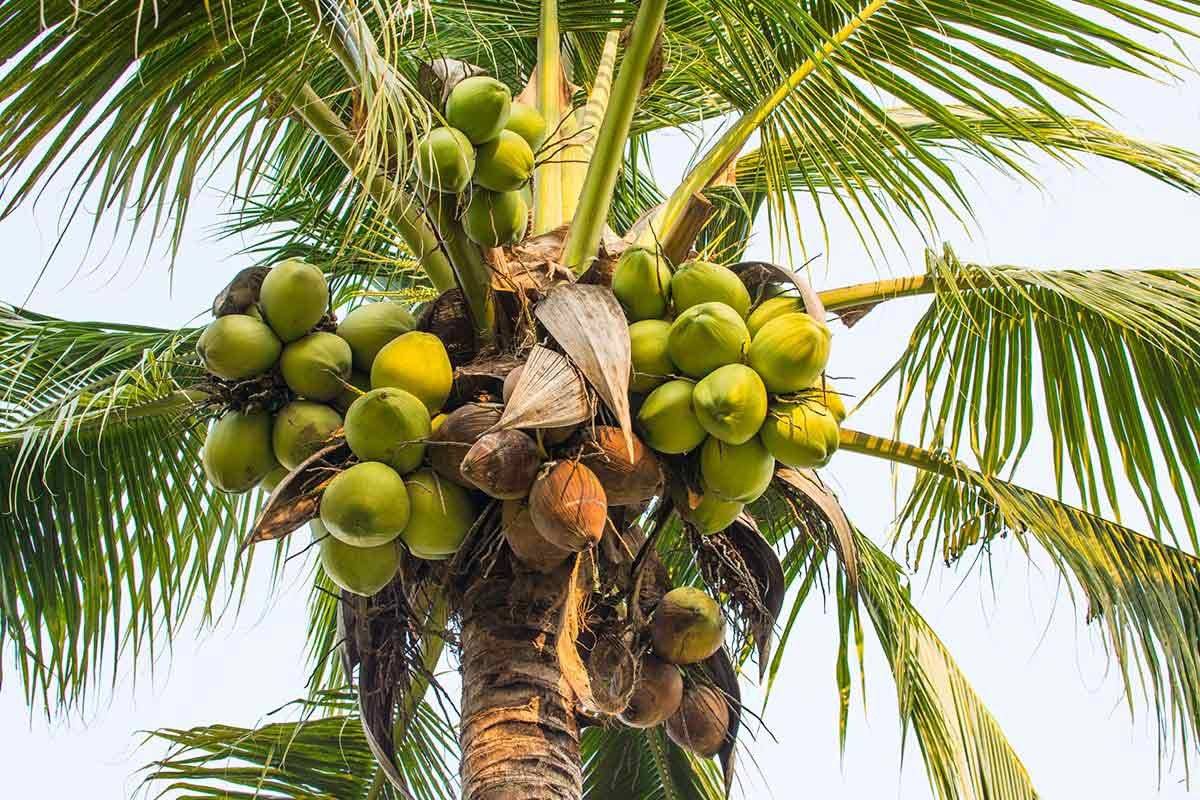 Как вырастить кокос из ореха в домашних условиях: подготовка, посадка, уход