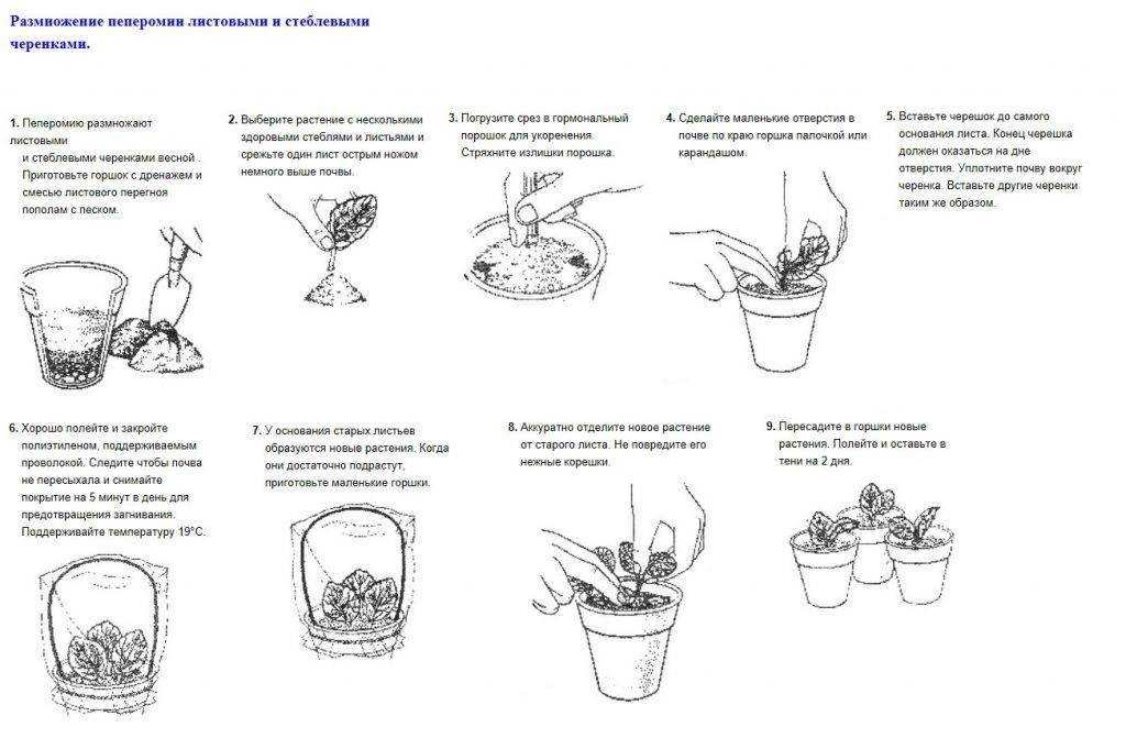 Бокарнея или нолина: правила выращивания и размножения