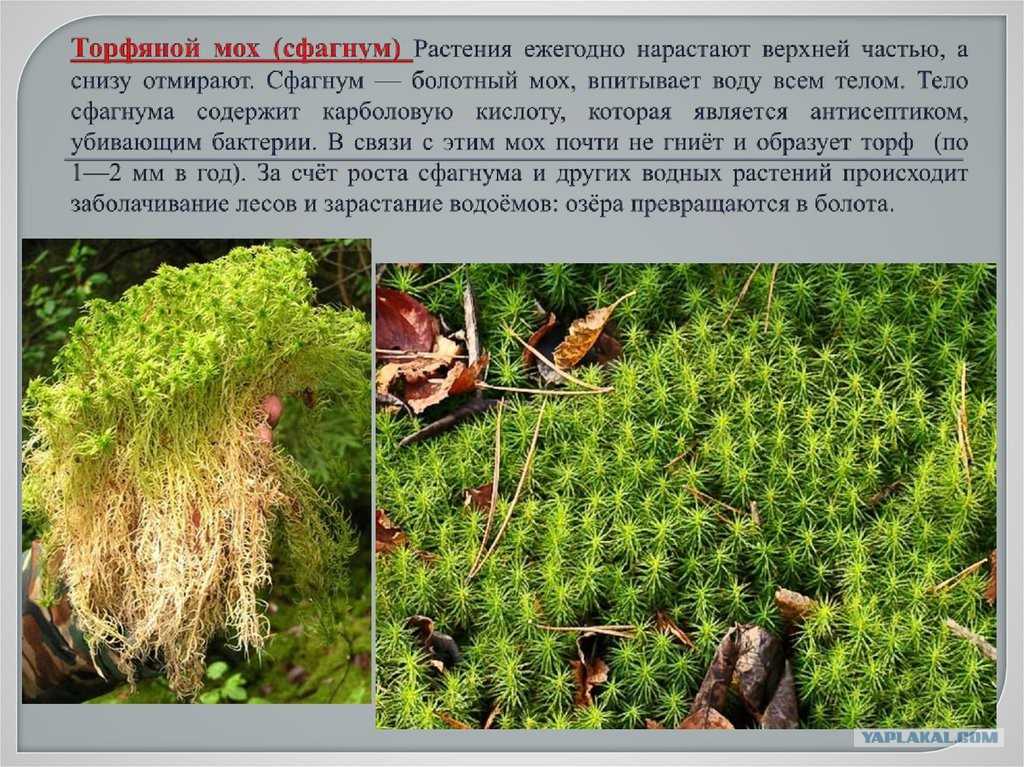 Мох сфагнум: описание, использование для комнатных растений. где растет сфагнум? - sadovnikam.ru
