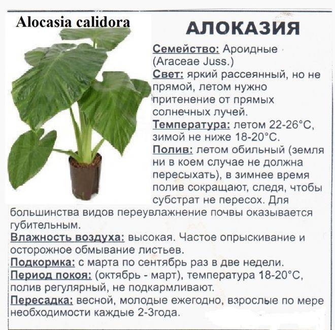 Ароидные комнатные растения: фото и названия