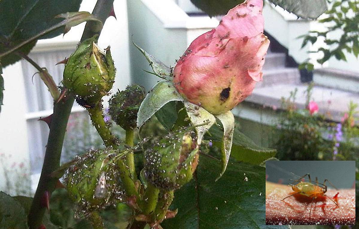 Фото вредителей роз и борьба с ними