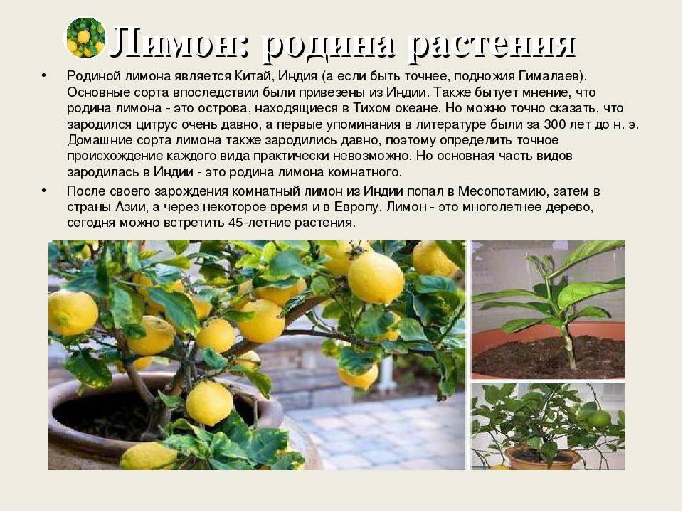 Как обрезать лимон: правила, сроки и рекомендации по выбору инструмента. 115 фото и видео инструкция по уходу за лимоном