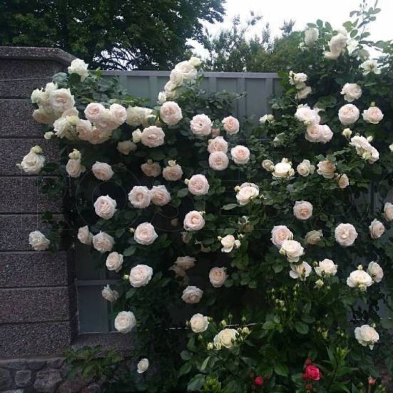 Роза полька плетистая: описание и фото этого сорта, уход за растением и его размножение, а также возможные болезни