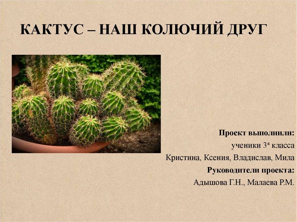 Домашний кактус опунция – уход, описание виды и размножение