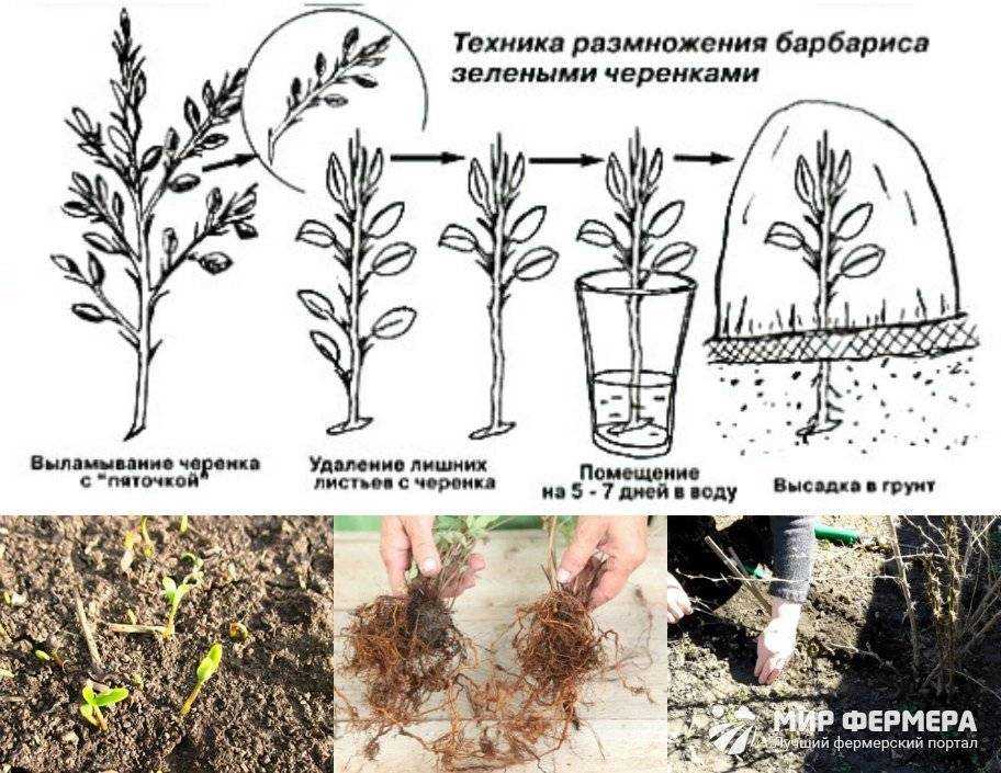 Что такое корень калгана: описание растения, лечебные свойства корня калгана, применение и противопоказания