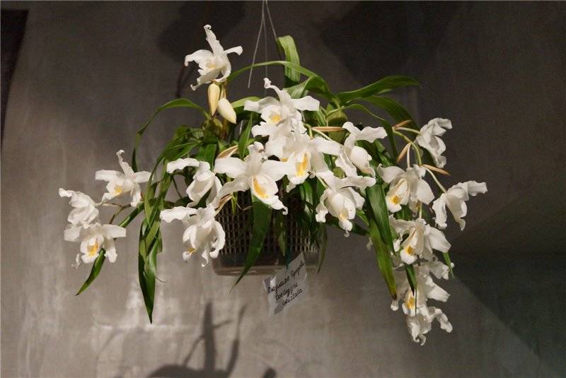 Целогина - орхидея-ангел: разведение и уход