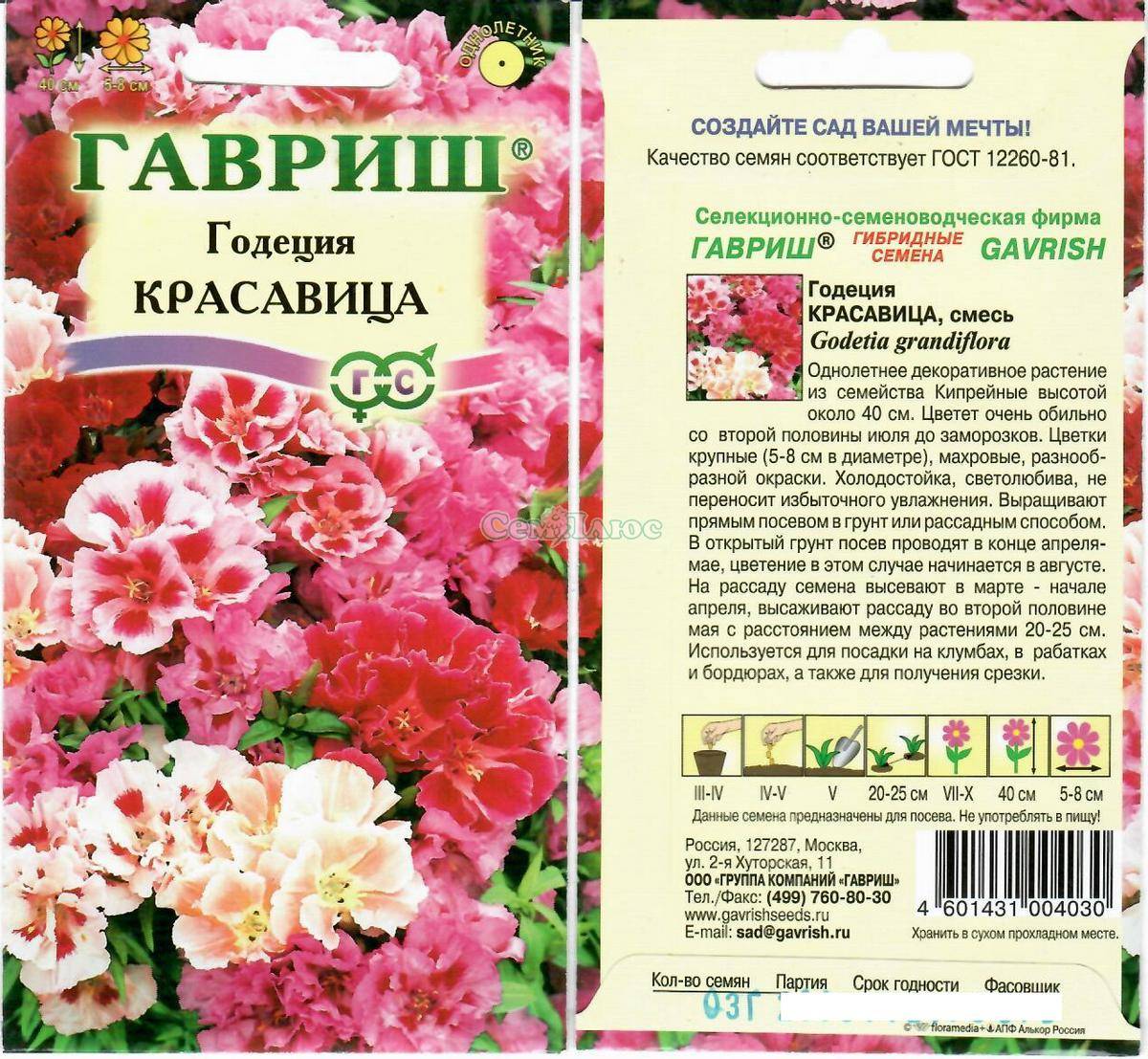 Цветок годеция: фото, описание, посадка и уход в открытом грунте - sadovnikam.ru