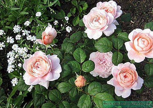 Топ-7 морозостойких сортов роз | энциклопедия роз