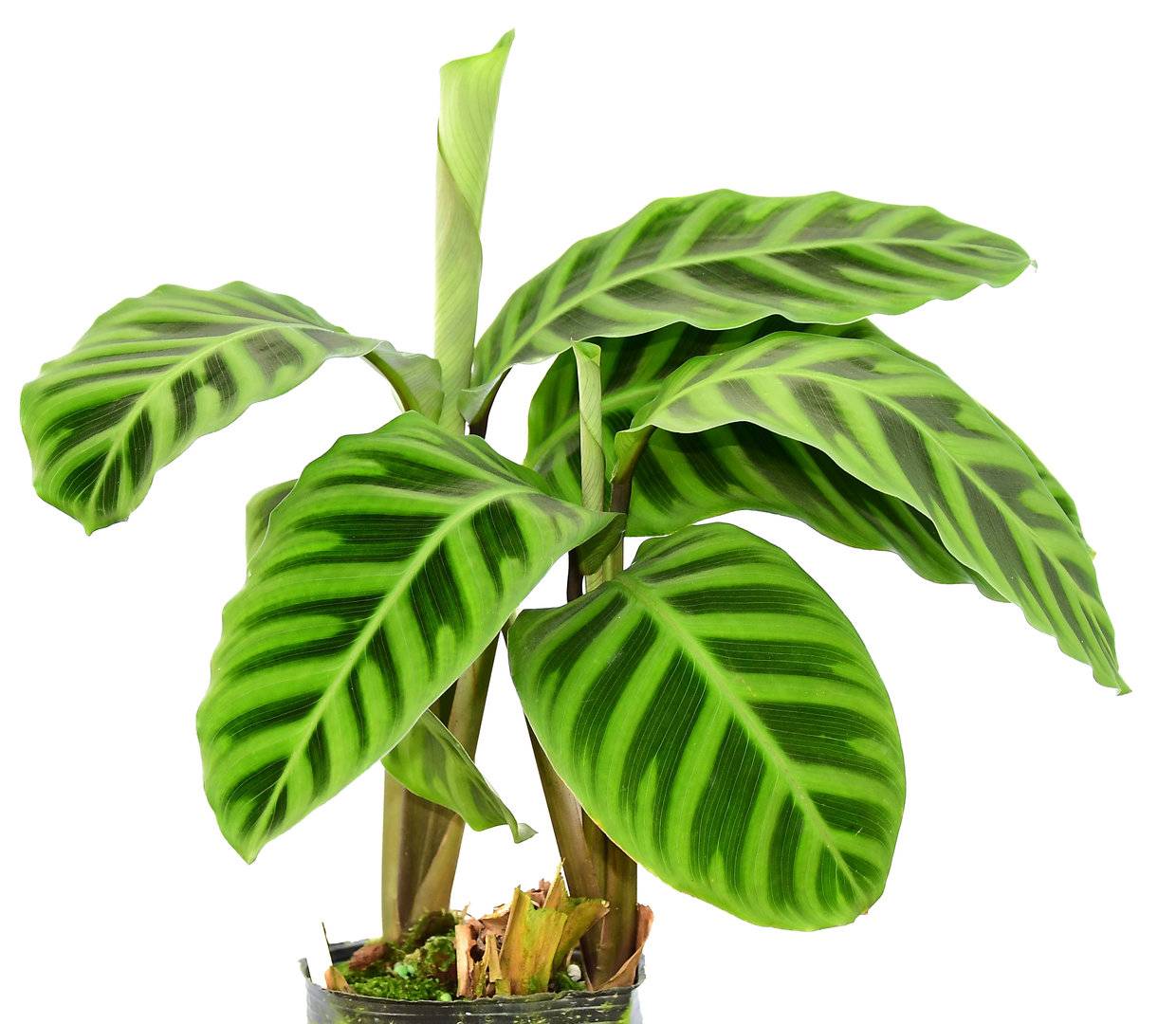 Комнатное растение калатея: виды, фото и названия