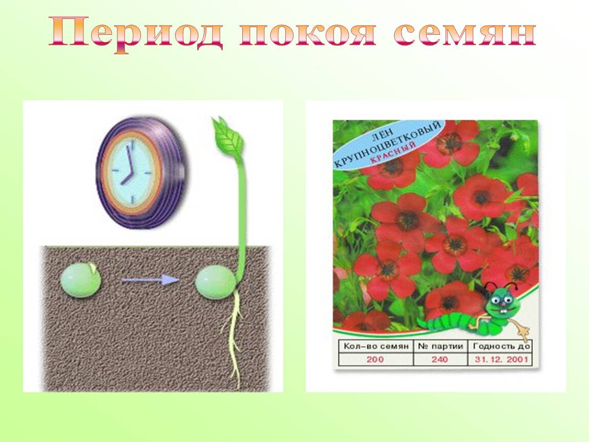 Фазы роста растений: основные этапы развития, период покоя и роста цветов