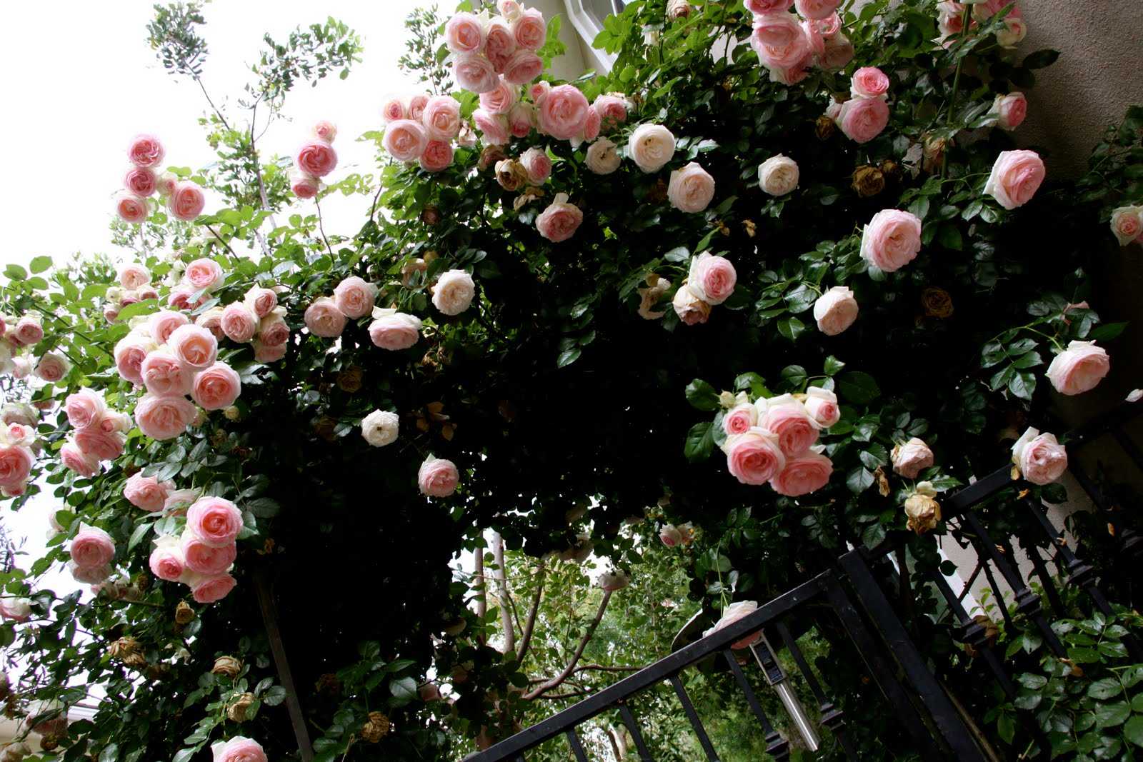 Плетистая роза: посадка и уход в открытом грунте. фото и видео