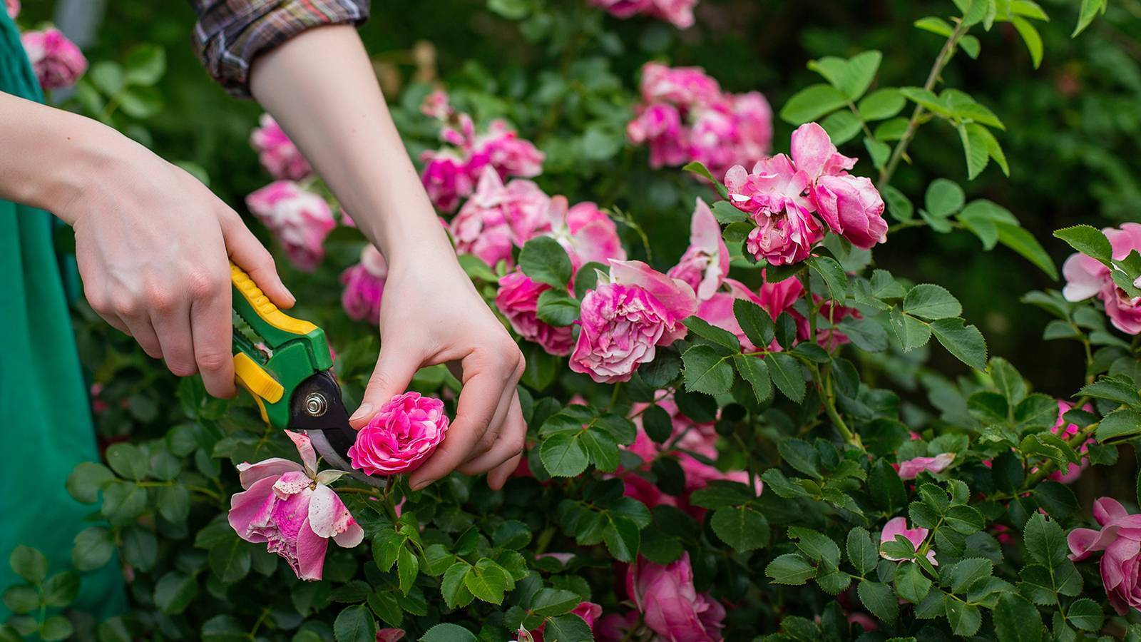 Уход за розами весной на даче после зимы пошагово: подкормка, подрезка, обработка