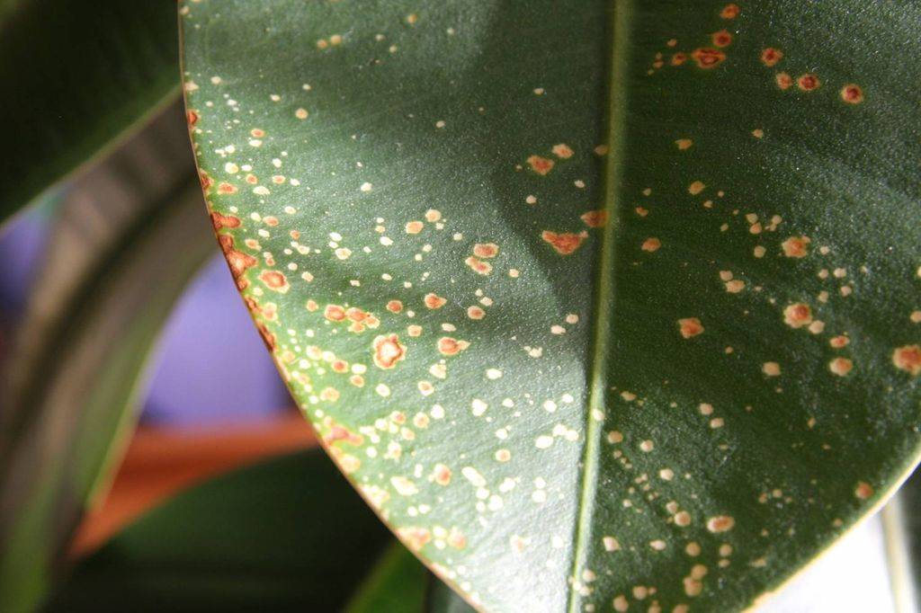 Почему желтеют и опадают листья у фикуса: что делать