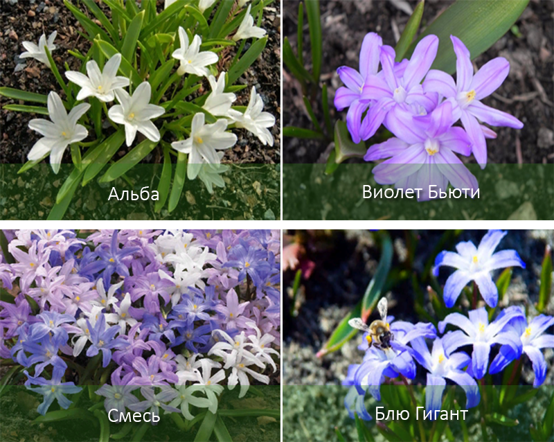 Хионодокса - фото цветка, посадка и уход, описание растения, размножение