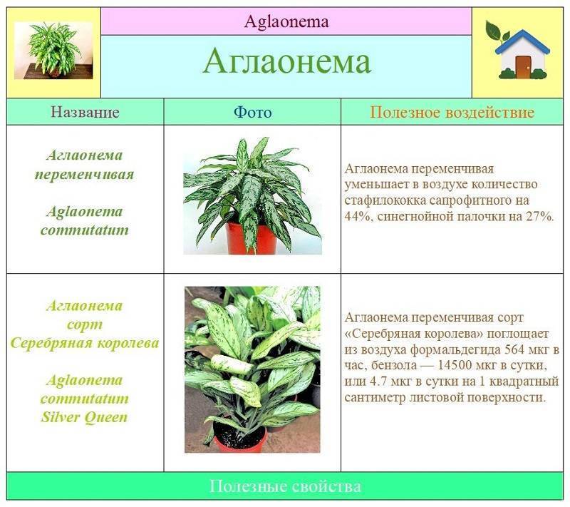 Цветок аглаонема: фото, описание, уход - sadovnikam.ru