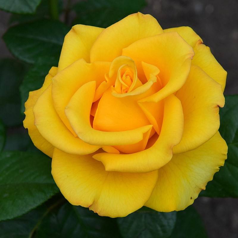 О розе керио (kerio): описание и характеристики сорта чайно-гибридной розы