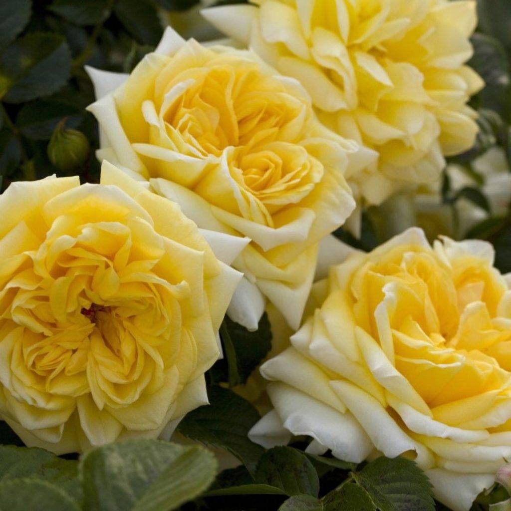 Почвопокровные розы (57 фото): цветущие все лето, надя мейяндекор, хеллоу, лучшие сорта, уход, выращивание в вазоне
