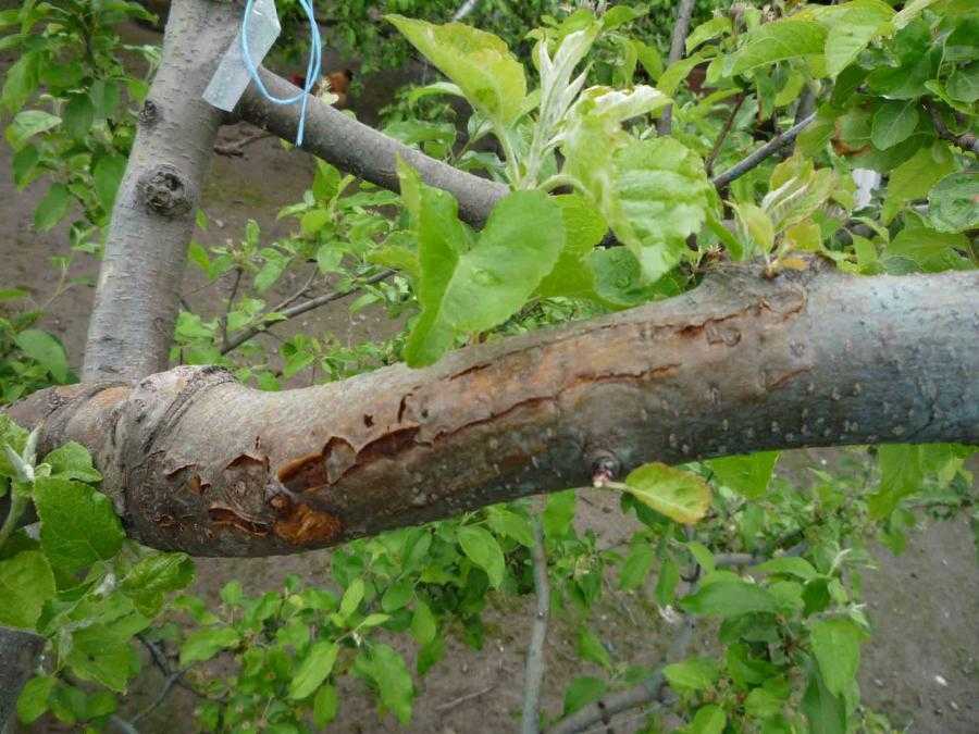 Болезни плодовых деревьев и их лечение с фото и видео