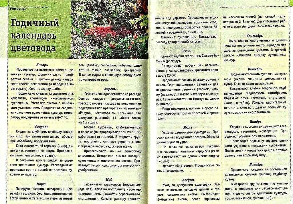 ᐉ очиток: выращивание из семян, фото, посадка и уход в открытом грунте - roza-zanoza.ru