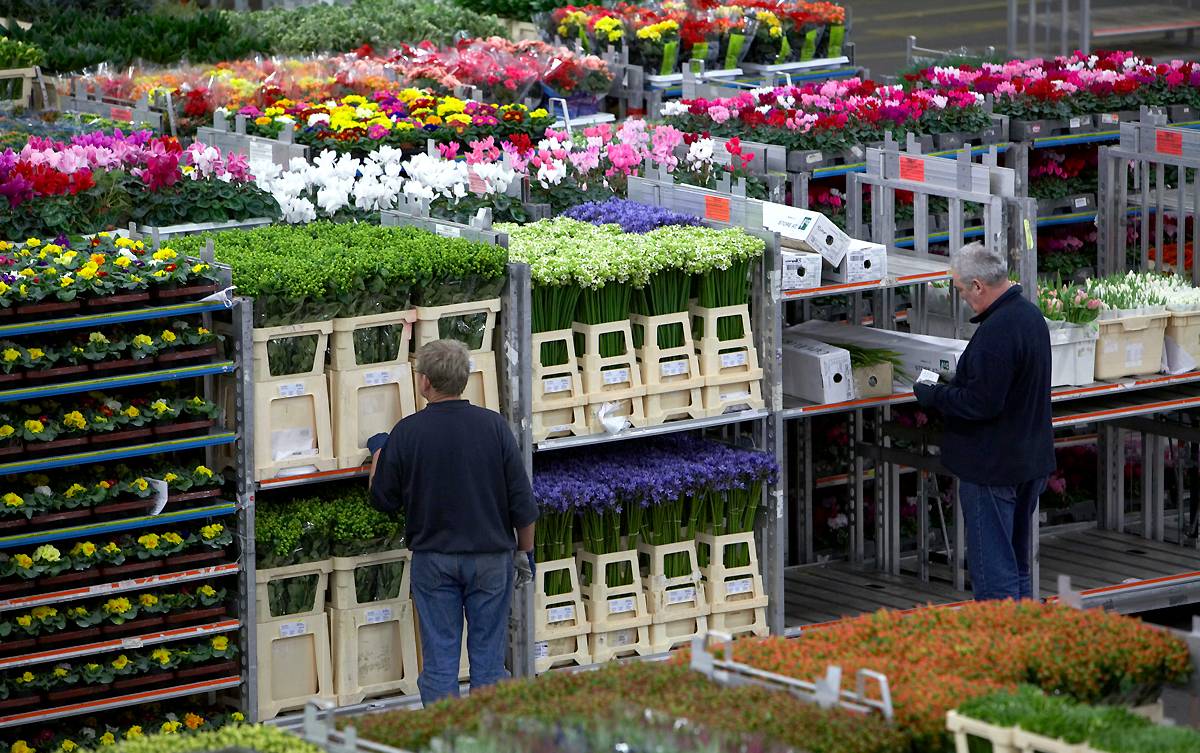 Цветочные аукционы в голландии