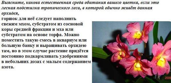 История орхидеи - интересные факты - herbgid.ru