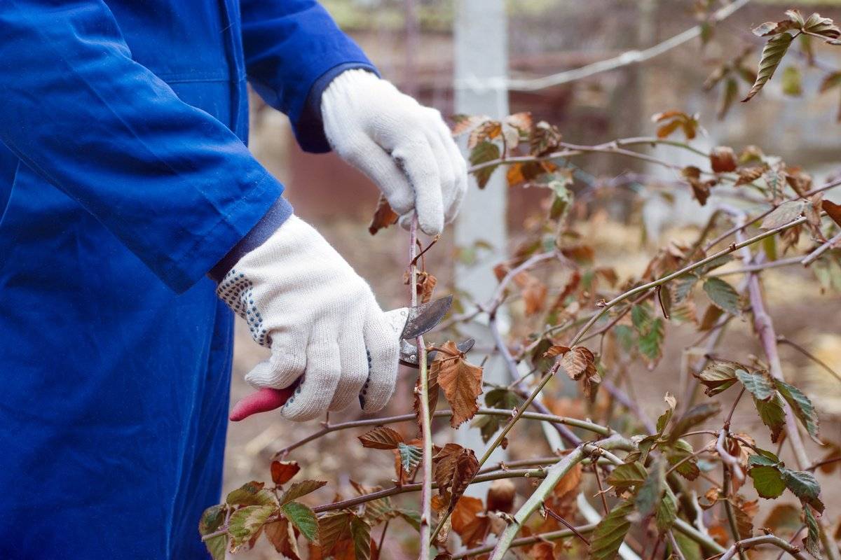 Как подготовить сад к зиме – обязательные работы по защите от морозов и грызунов