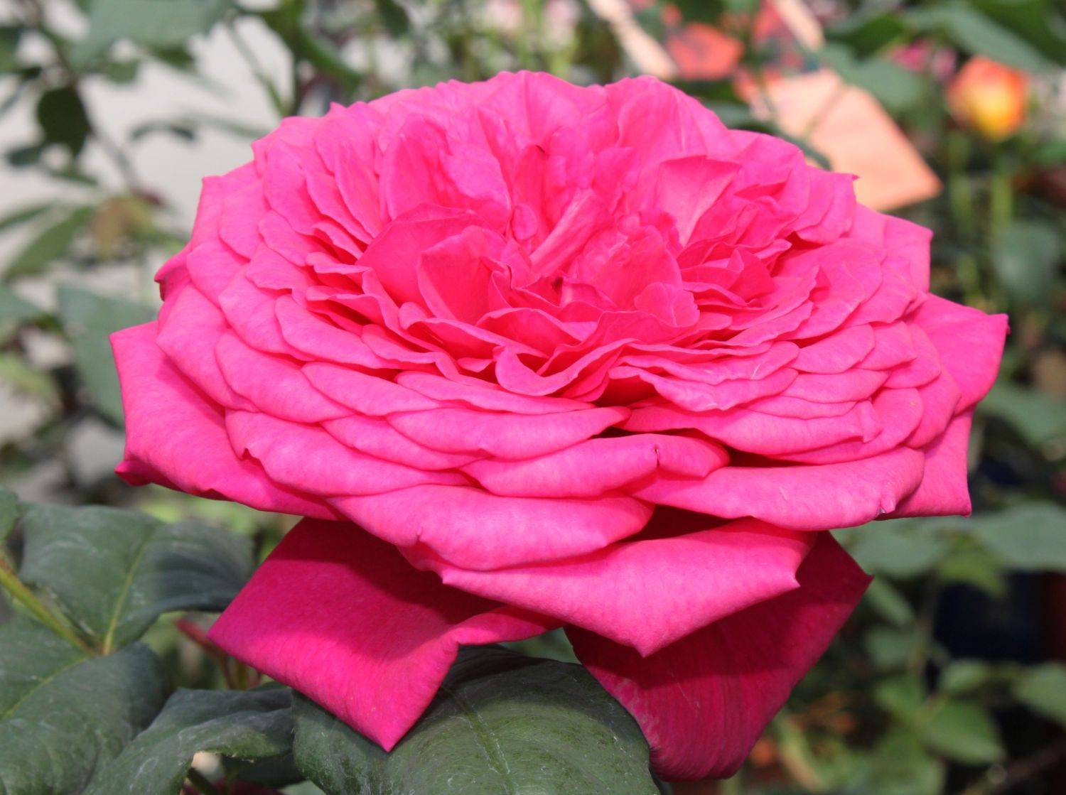 Описание чайно-гибридной розы иоганн вольфганг фон гете: выращивание и уход