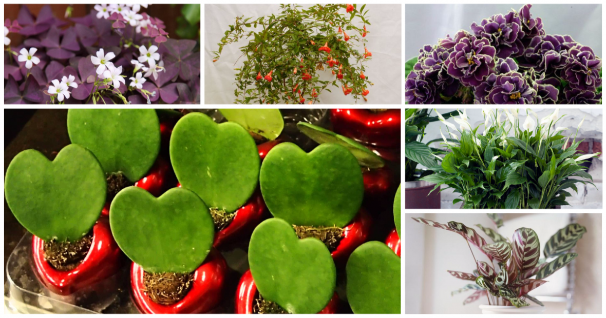 10 комнатных растений, которые приносят удачу в дом - на каблуке
