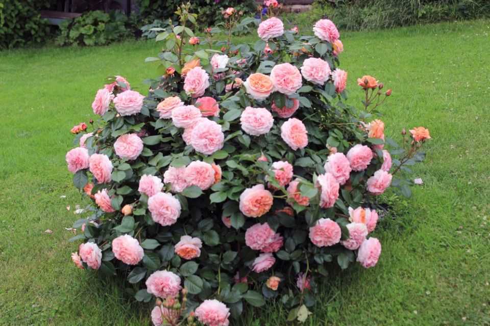 ✅ парковая роза чиппендейл: описание сорта, уход - сад62.рф