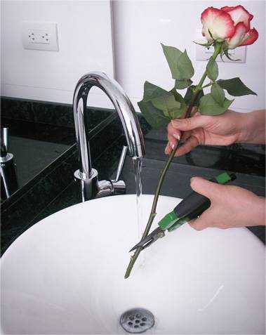 Как сохранить розы в вазе дольше - средства и способы