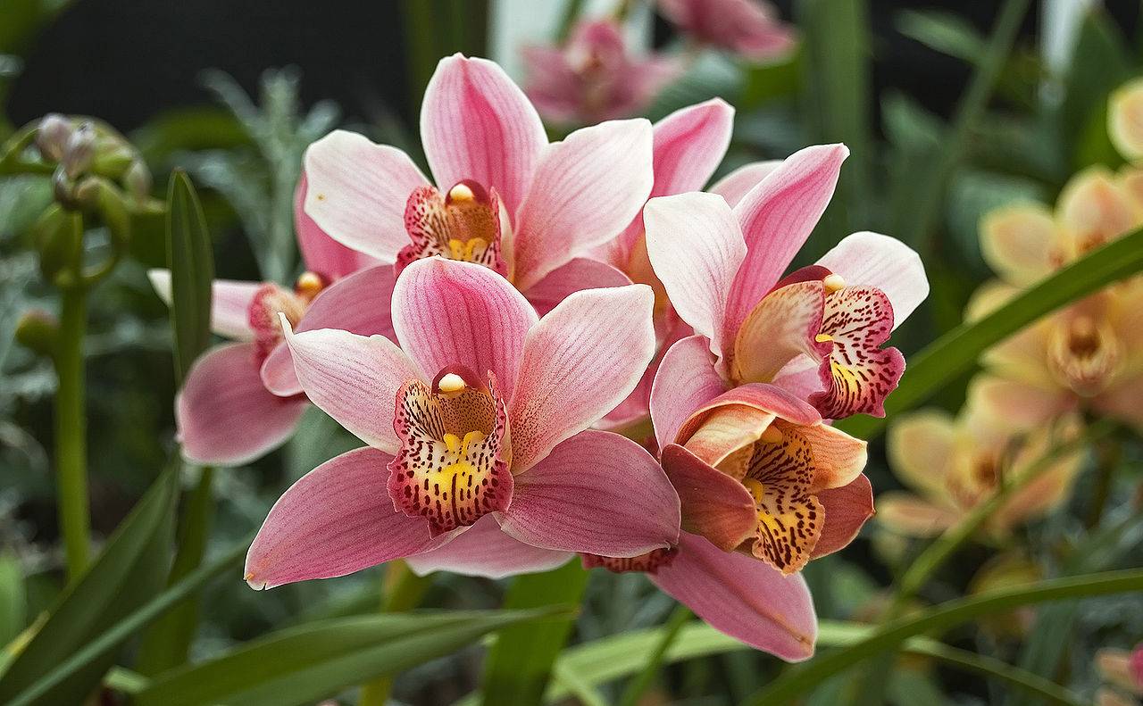 Орхидеи в природе: где и как растут в диких условиях, какие бывают — всё об окраске соцветий и шикарные фото на живых деревьях