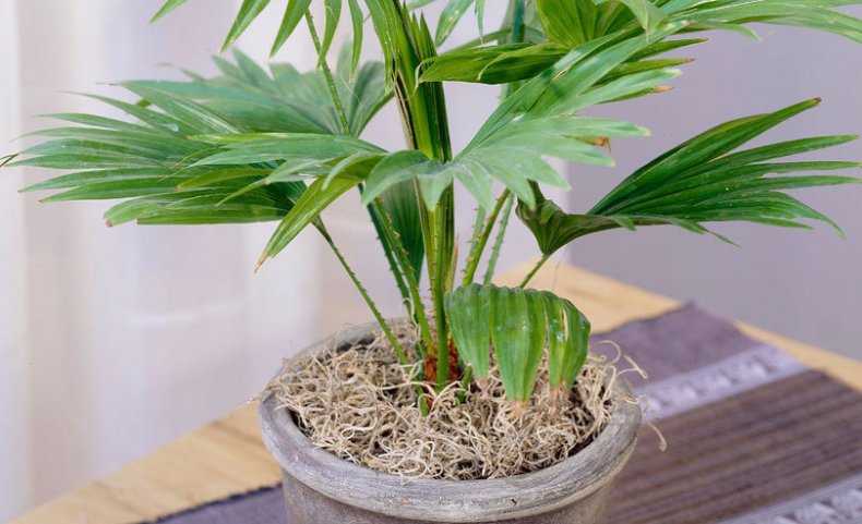 Пальма ливистона — как посадить и ухаживать дома