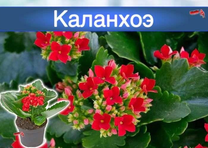 Цветок каланхоэ (120+ фото & видео) — уход в домашних условиях, пересадка, размножение, полезные свойства +отзывы