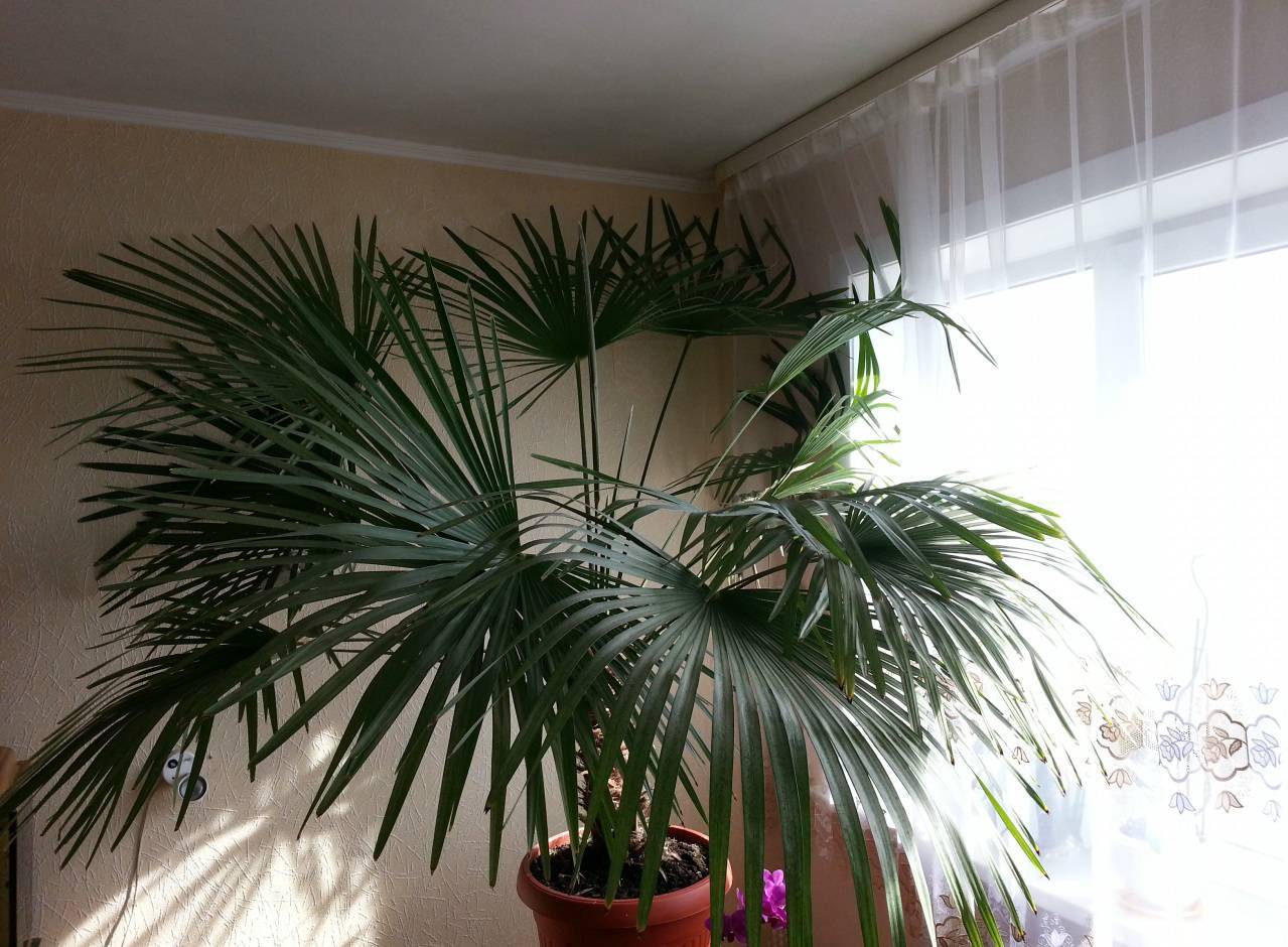 Комнатная пальма: виды, названия, правила ухода и фото