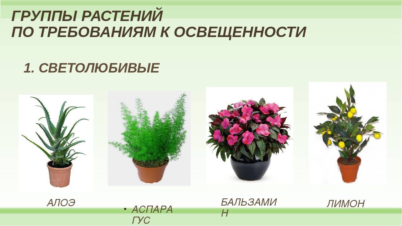 Светолюбивые растения: особенности и характеристики, фото декоративных и цветущих культур | клуб цветоводов