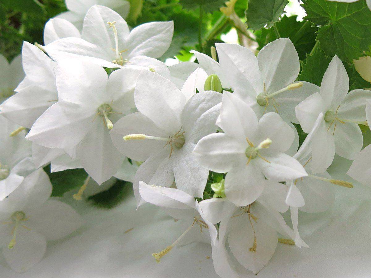 Цветок невеста комнатный — как называется растение?