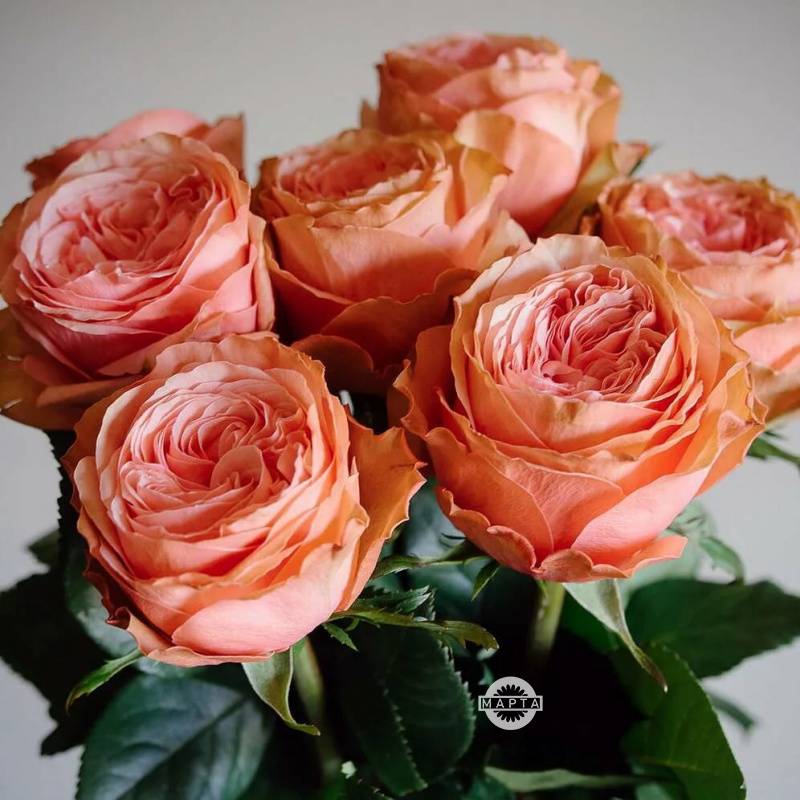 Пионовидная роза: что это такое и как называется, а также фото кустового цветка, белые, красные, бордовые сорта джульетта и другие, размножение и уход за саженцами