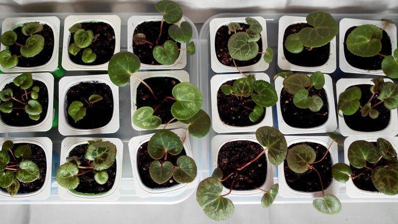 Цикламен из семян: размножение в домашних условиях, пошаговая инструкция по посадке, а также каким образом вырастить, как выглядит материал для посева на фото?