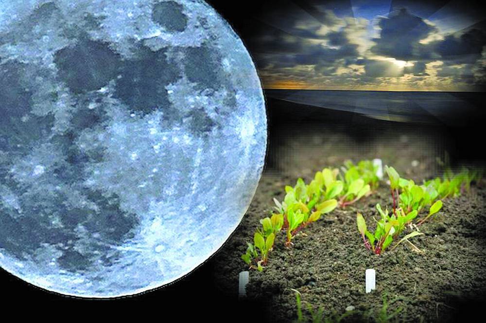 Лунный календарь пересадки комнатных цветов и растений 2021