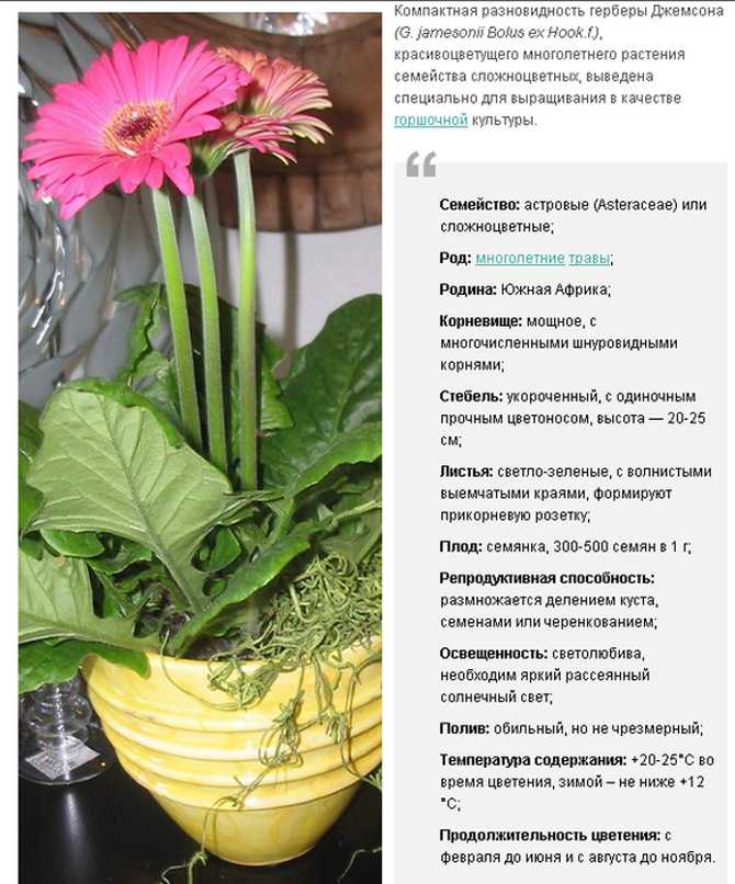 Гербера садовая: фото и описание, посадка и уход, секреты выращивания - sadovnikam.ru
