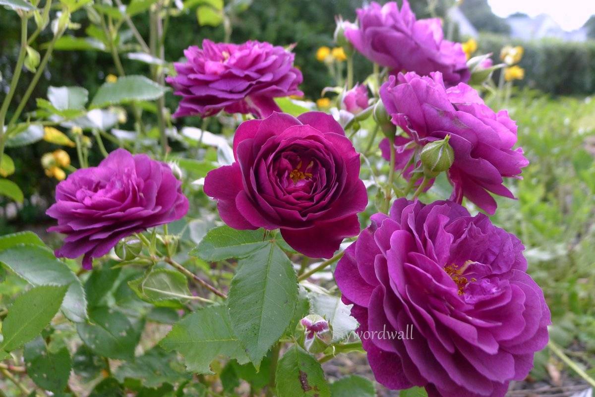 Пурпурные розы - цветочный мир