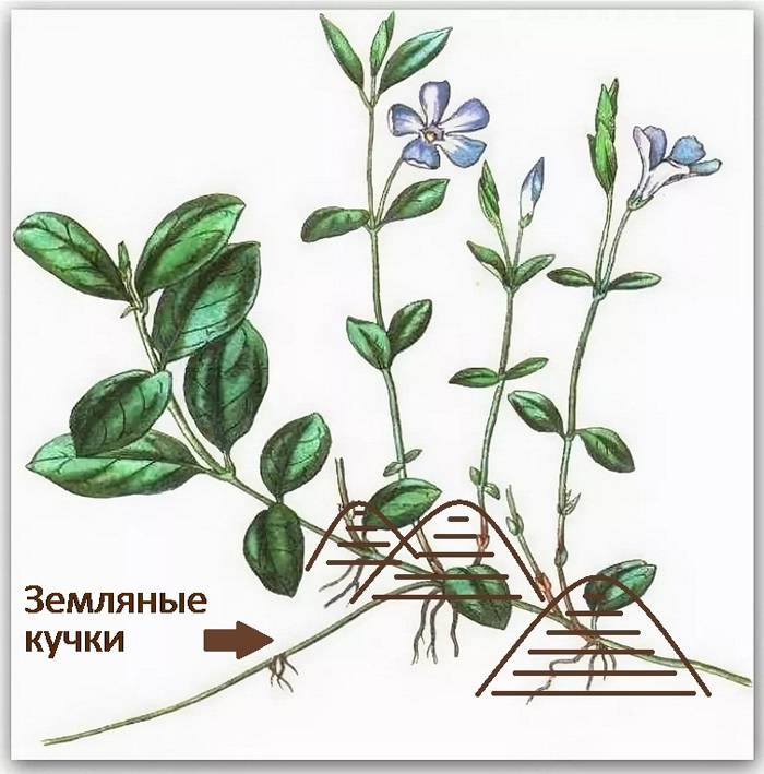 Барвинок: посадка и уход в открытом грунте, особенности выращивания, размножение - sadovnikam.ru