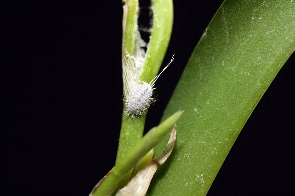 Белые жучки на орхидеях: что делать, если насекомые завелись в грунте или появилась паутина, а также, как избавиться от букашек-вредителей, которые ползают в коре?